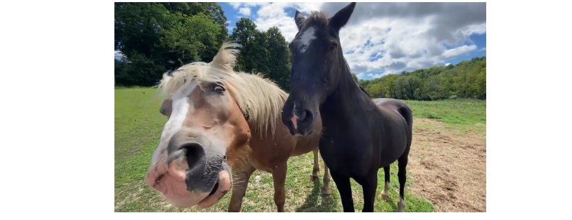 Rivers edge horse rescue and sanctuary