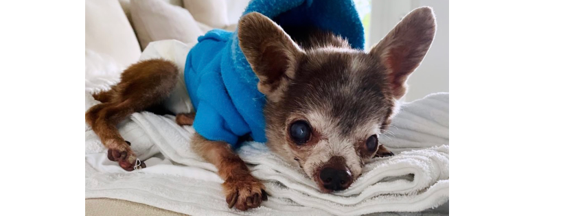 Picolinis animal rescue