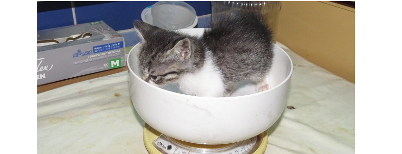 Turunc Cats Protection and Rescue Association
