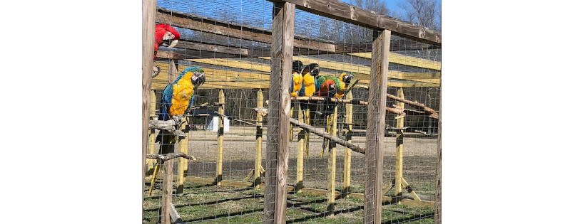 Cape fear parrot sanctuary