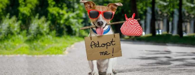 Lost Paws Rescue of Texas