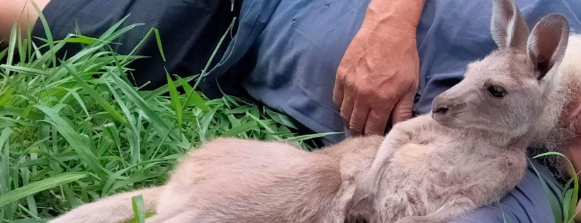 Dhil’um-bar Kangaroo Sanctuary