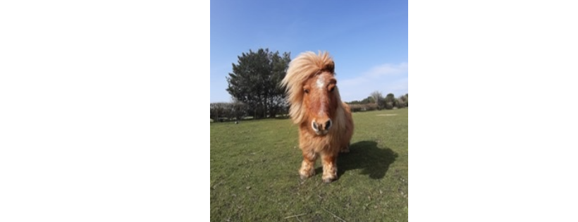 The Healing Horse Sanctuary
