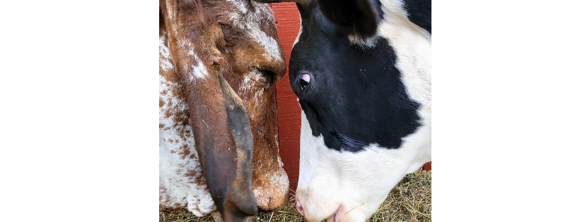 SASHA Farm Animal Sanctuary