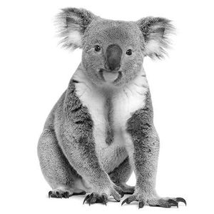 Bangalow Koalas INC. Logo