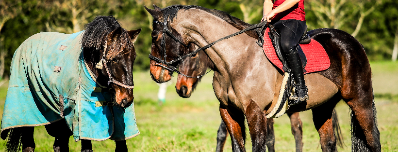 Standardbred Stable to Stirrup Charitable Trust