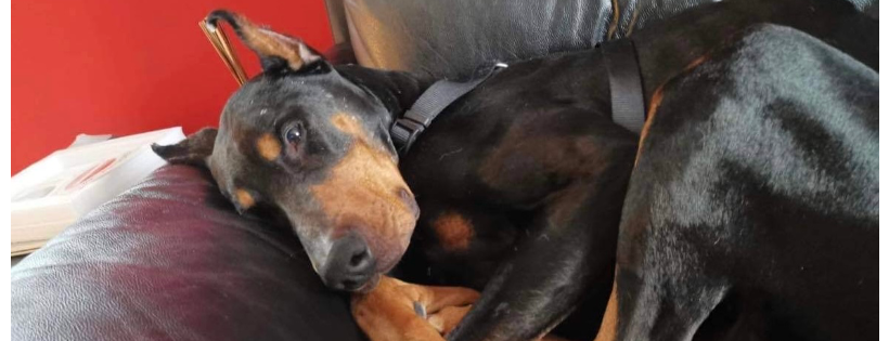 Adopt-a-Dobe Rescue Society