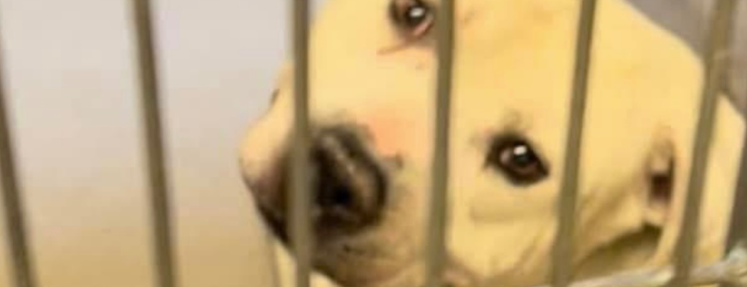 Mahina’s Ohana Rescue