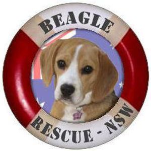 Beagle Rescue NSW Inc Logo