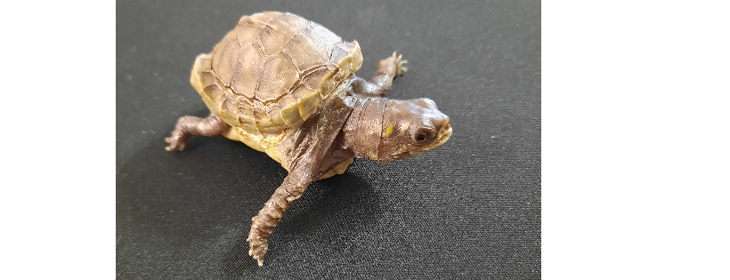 Drayton Valley Reptile Rescue