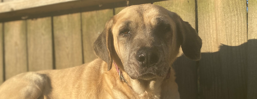Akayas Adopted Crew Rescue and Sanctuary