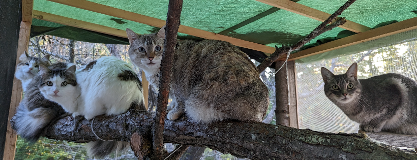 The Cats of Paint Lake