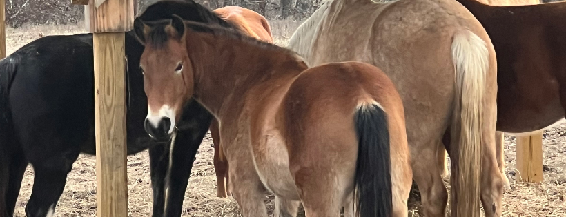 Double Creek Ranch and Rehab