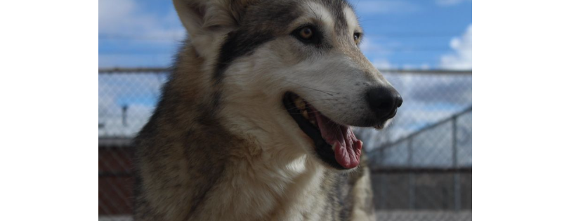 4 Corners Wolf Dog Rescue Sanctuary Inc