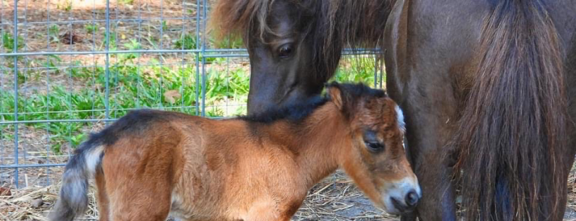 LDB Farm and Animal Sanctuary