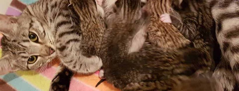 Tiny Tails Rescue Adelaide Inc