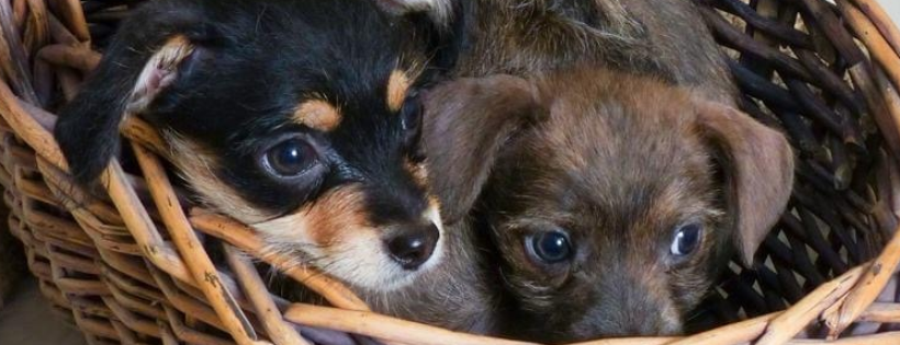 Animal Welfare Society Of Kerr County, Texas