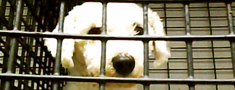 Animals' Angels