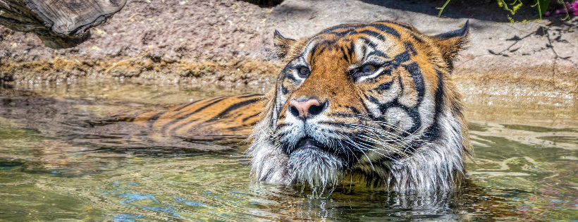 Arizona Center for Nature Conservation/ Phoenix Zoo