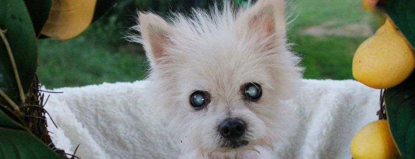 See Me Home Senior Dog Sanctuary