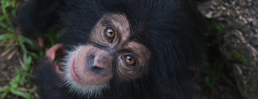 Liberia Chimpanzee Rescue and Protection