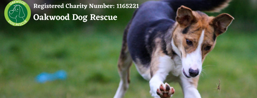 Oakwood Dog Rescue
