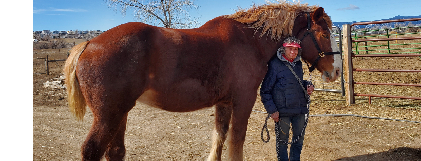 Rocky Mountain Horse Rescue