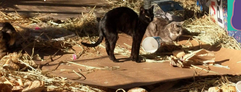 Sammy’s Forgotten Felines