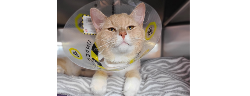 DunRoamin' Stray and Rescue