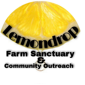 Lemondrop Productions Inc Logo