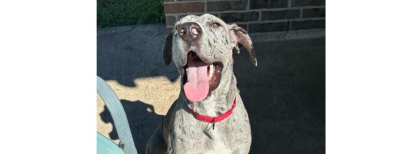 great dane rescue of southern texas