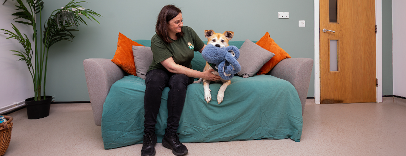 Jerry Green Dog Rescue