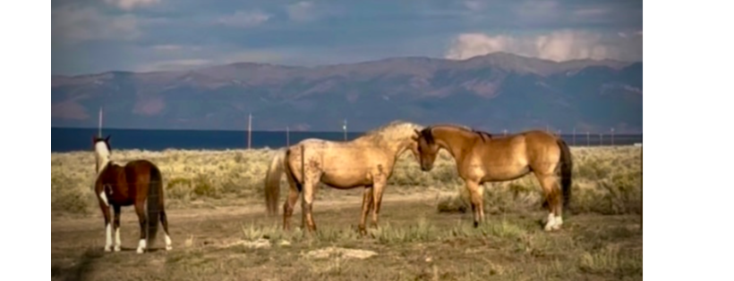 Love Wild Horses