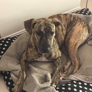 Thursday Island Animal Support Group
