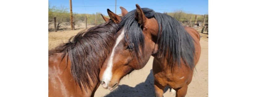 Wild Horse Haven Rescue