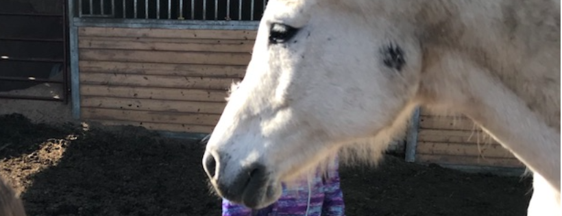 Willow Branch Horse Haven and Refuge