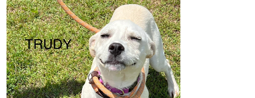 Jasper County Humane Society, Inc