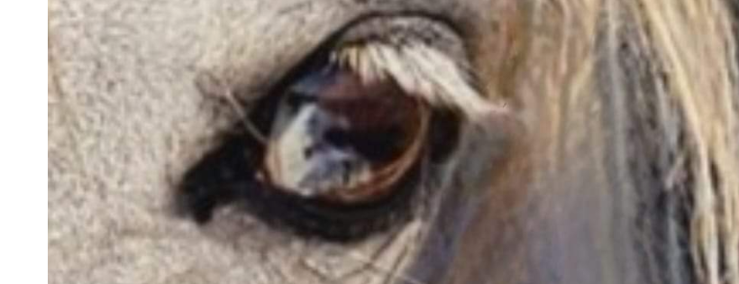 New life equine rescue and lodge nfp