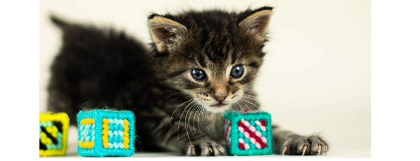 Kitty Revolution