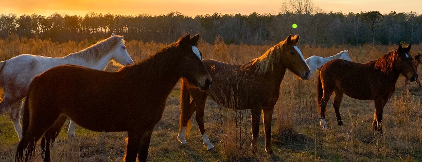 Pegasus Equine Guardian Association