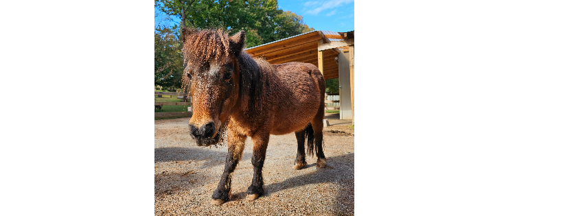 Helping Equines at Lilifield Sanctuary