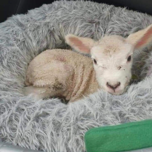 Orphan Lamb Rescue Farm