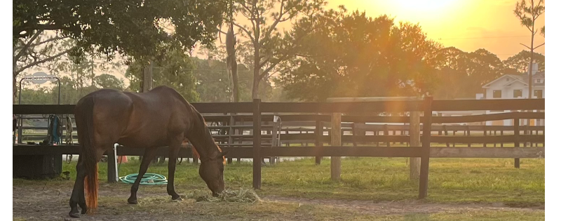 Apache Rose Horse Rescue