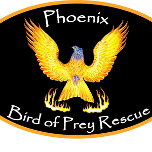 Phoenix bird of prey rescue