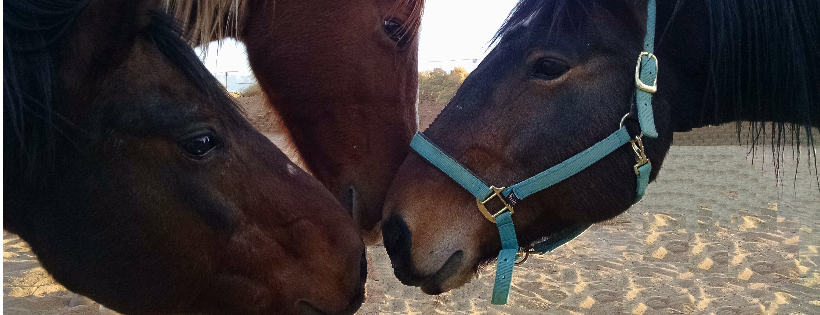 Loving Thunder Therapeutic Riding, Inc
