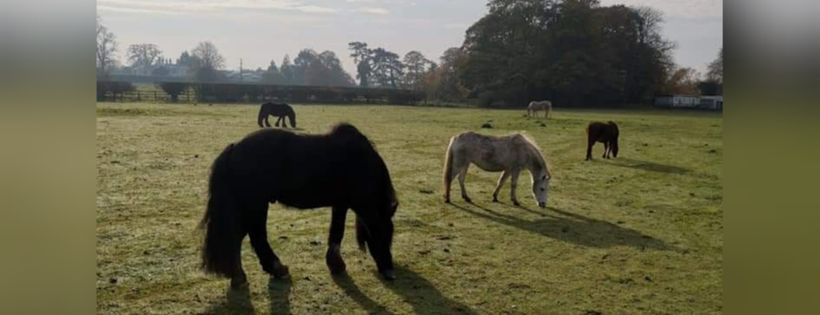 Cheshire Horse Sanctuary