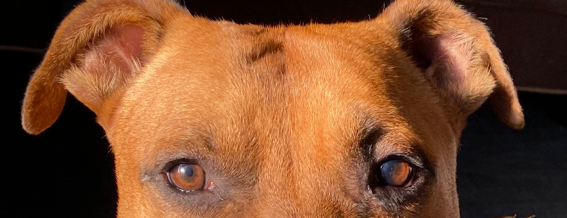 Serenity Canine Advocacy Rescue & Rehab