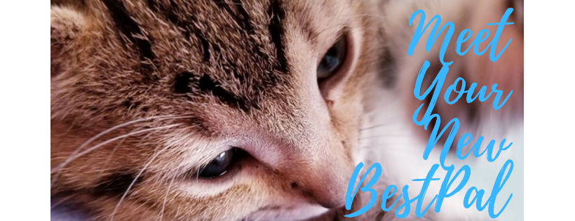 BestPals Animal Rescue Center | Holland | Michigan | 49424 | 27-3328496 |*