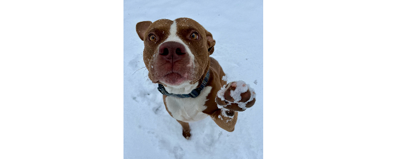 Roane County Paws