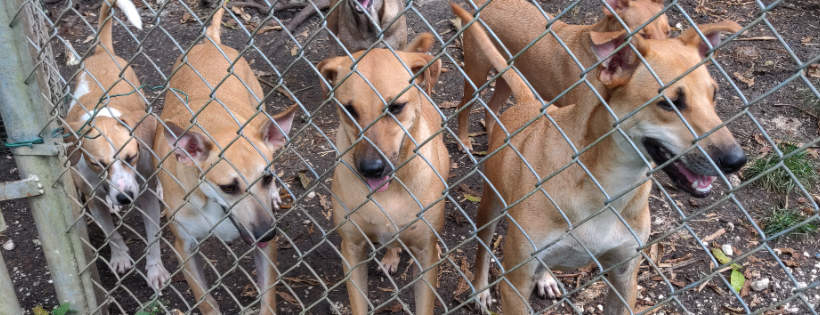 Montego Bay Animal Haven